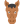 Equine